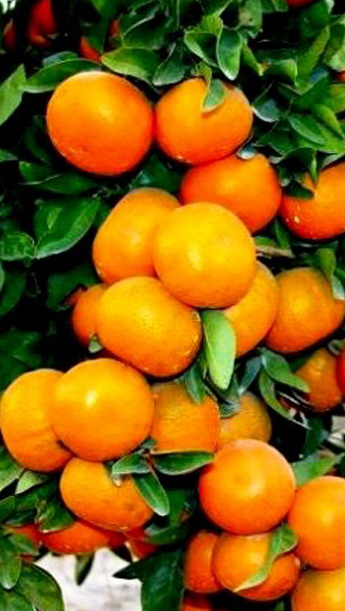 Oranges